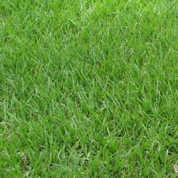 Bahia grass color green