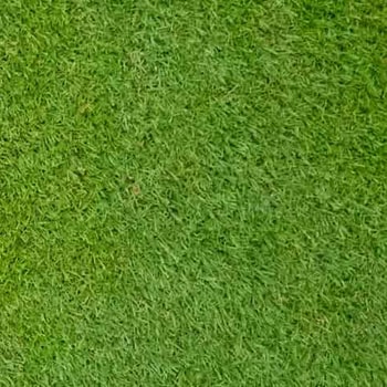 Bermuda grass color-dark blue-green