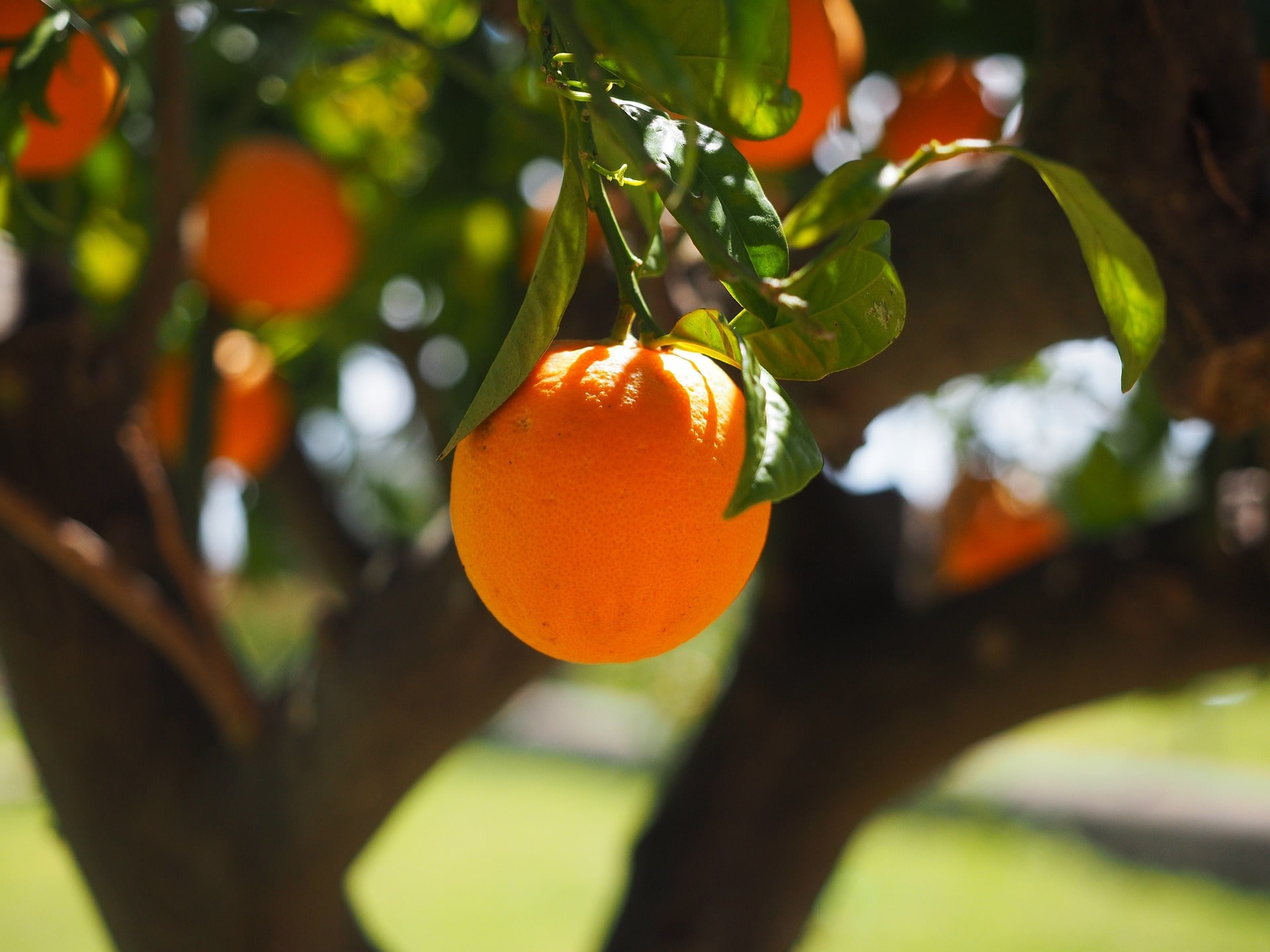 Orange farmers in california and drought