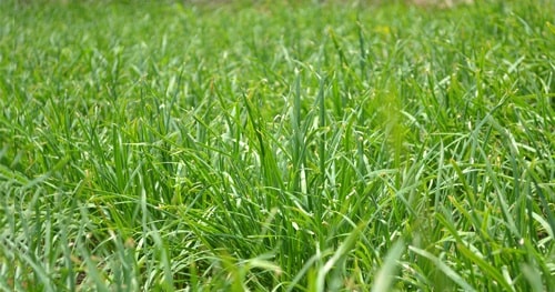 Green grass of lawn