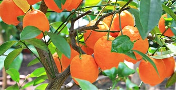 Can California farmers save their orange crop for us all during drought?