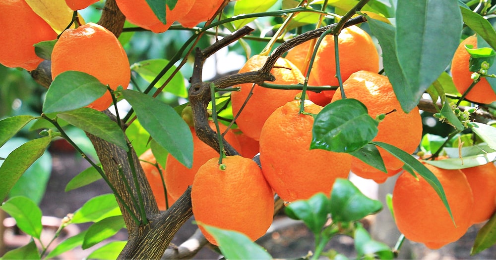 Can California farmers save their orange crop for us all during drought?