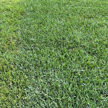 St. Augustine grass color-green to blue-green