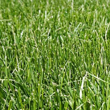 Tall Fescue grass color emerald green