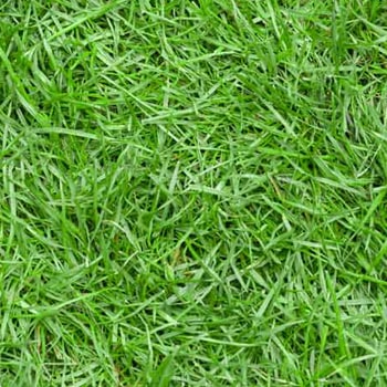 Zoysia grass color lght green or medium green.